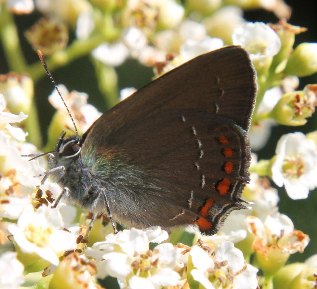 Satyrium esculi?